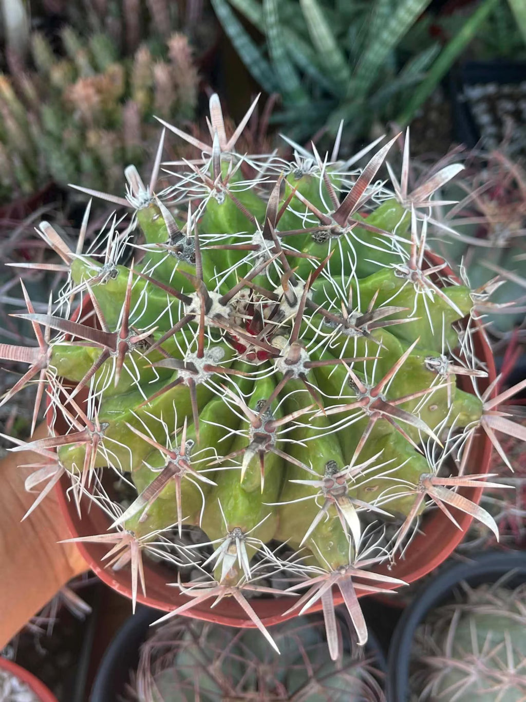 Ferocactus Gracilis Rare Barrel Cactus #350
