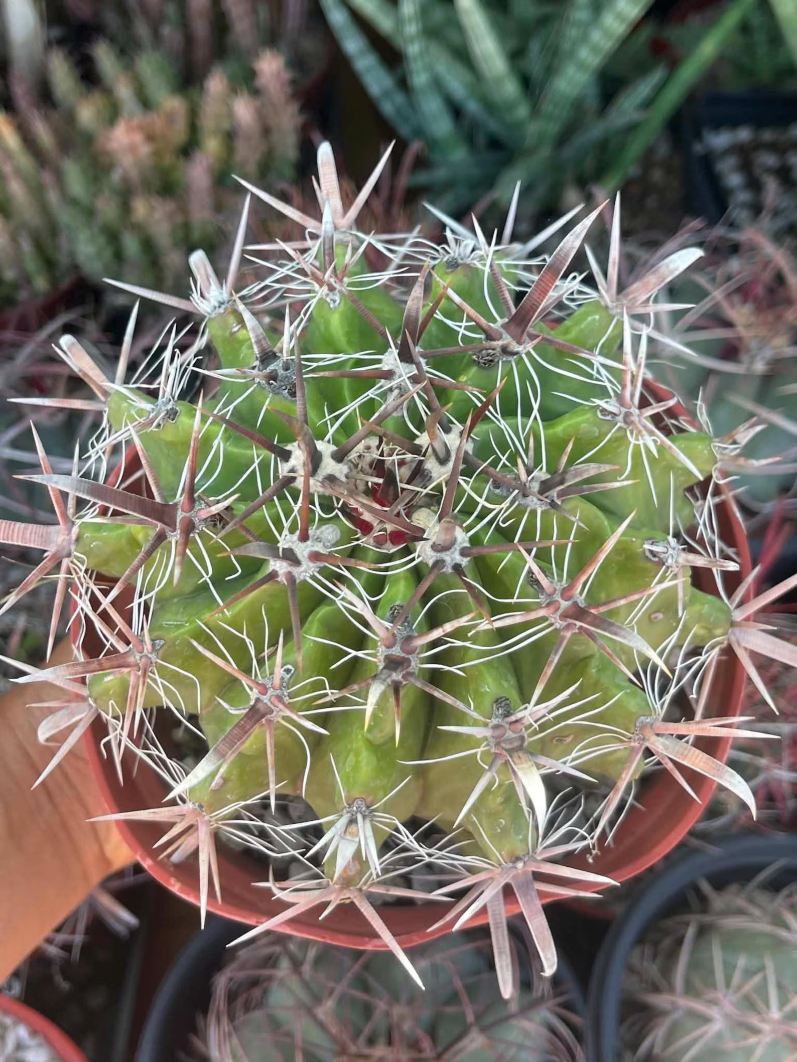 Ferocactus Gracilis Rare Barrel Cactus #350