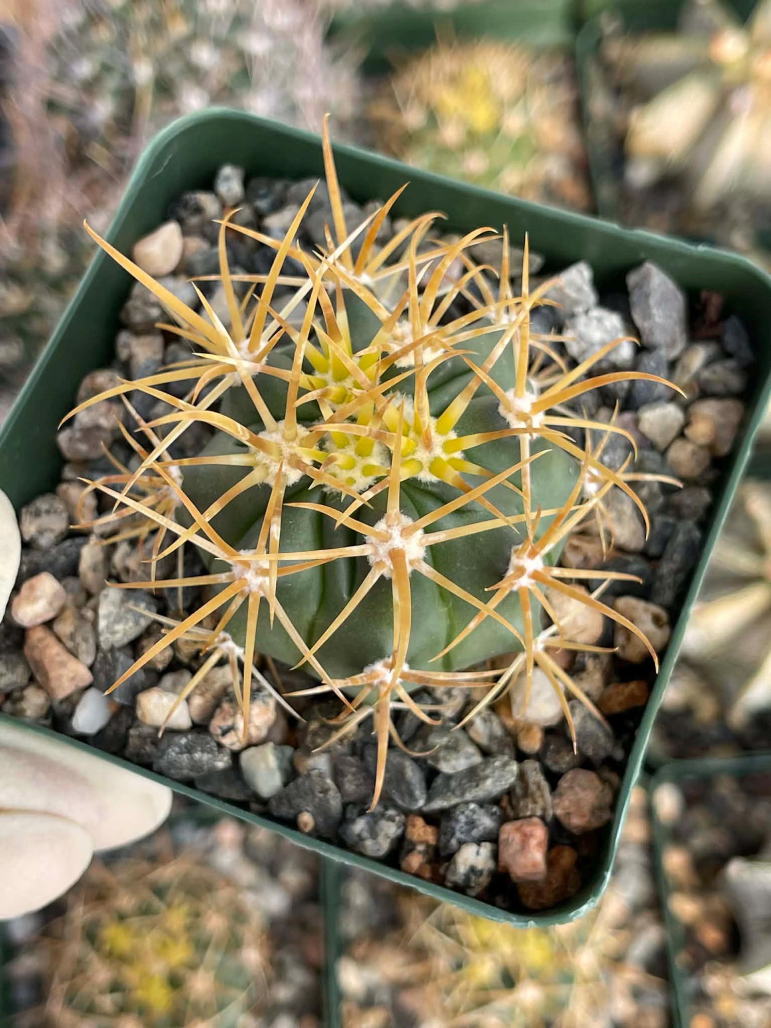 Ferocactus chrysacanthus Live Cactus | Rare Golden Yellow Spine Barrel Cactus
