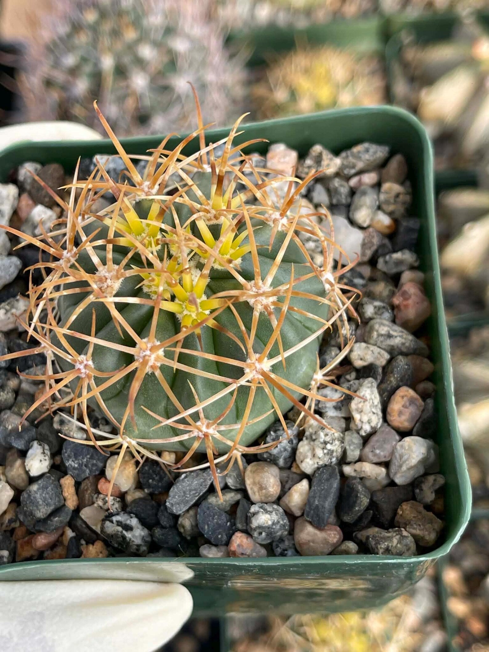Ferocactus chrysacanthus Live Cactus | Rare Golden Yellow Spine Barrel Cactus
