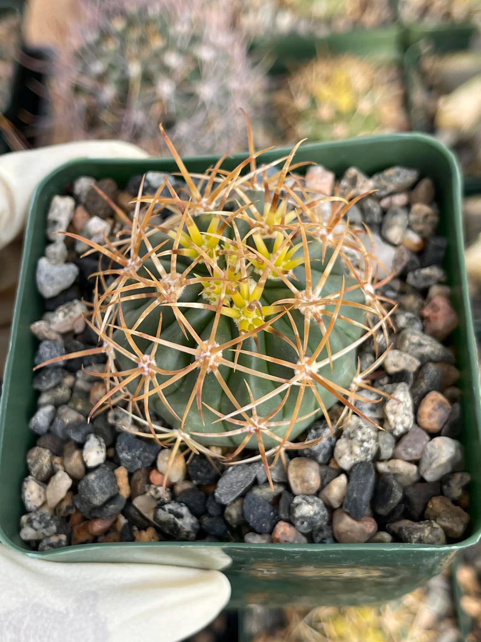 Ferocactus chrysacanthus Live Cactus | Rare Golden Yellow Spine Barrel Cactus