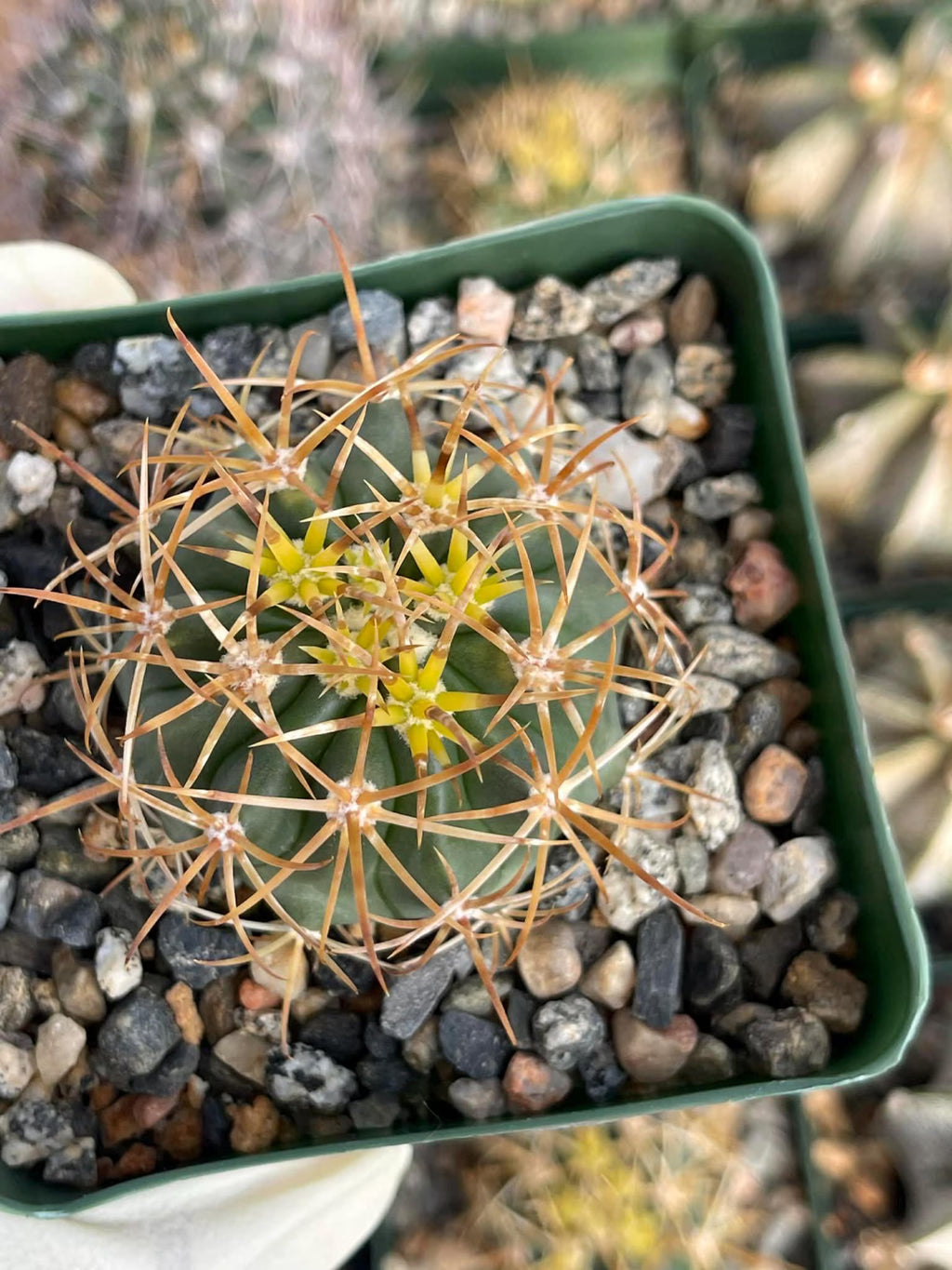 Ferocactus chrysacanthus Live Cactus | Rare Golden Yellow Spine Barrel Cactus