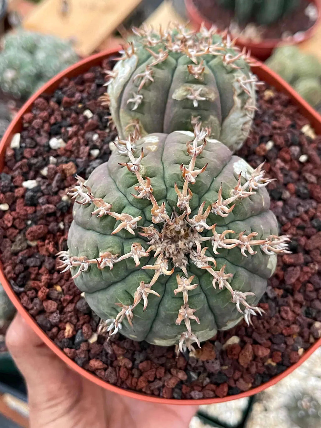 Gymnocalycium Spegazzinii Unguispinum | Rare Live Collector Cactus #330