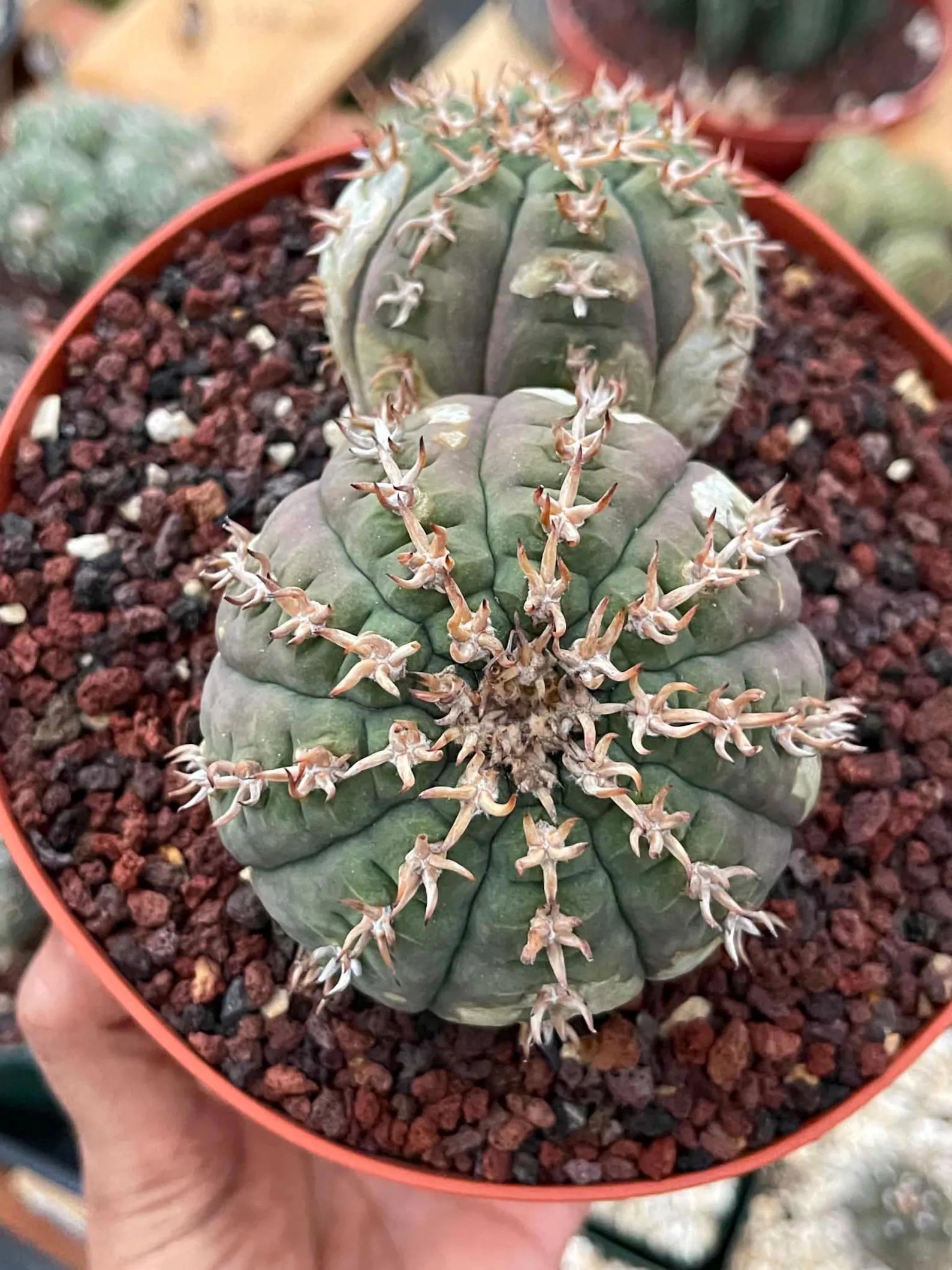 Gymnocalycium Spegazzinii Unguispinum | Rare Live Collector Cactus #330
