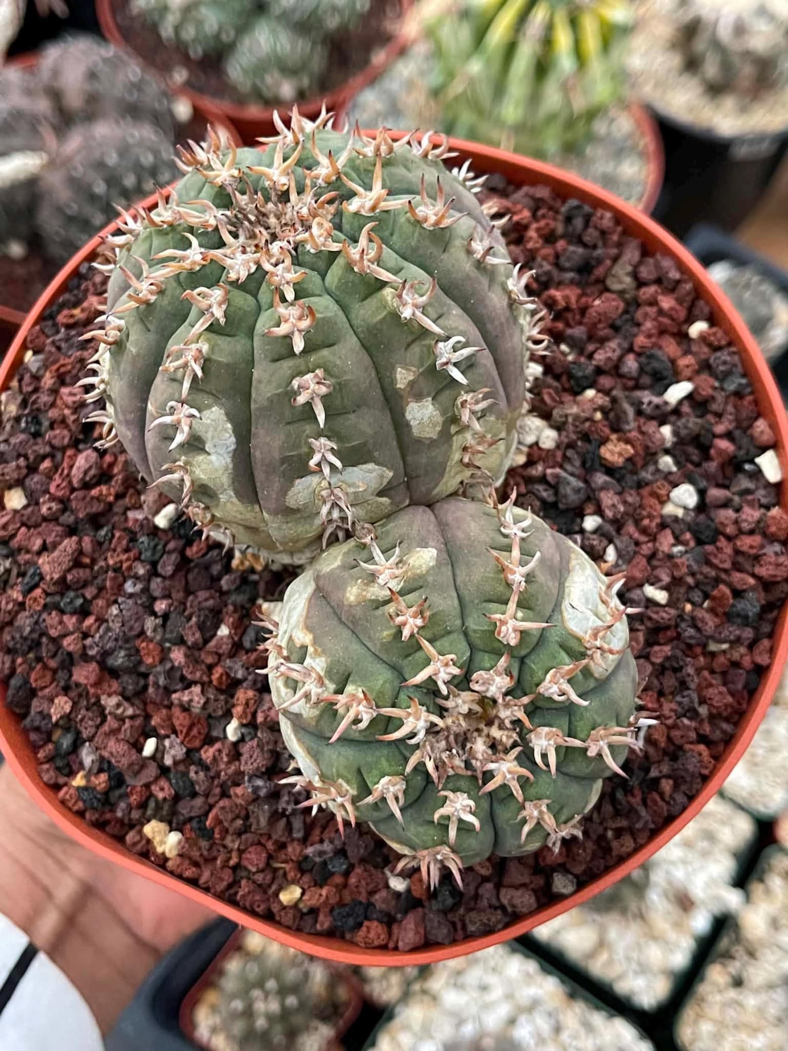 Gymnocalycium Spegazzinii Unguispinum | Rare Live Collector Cactus #330