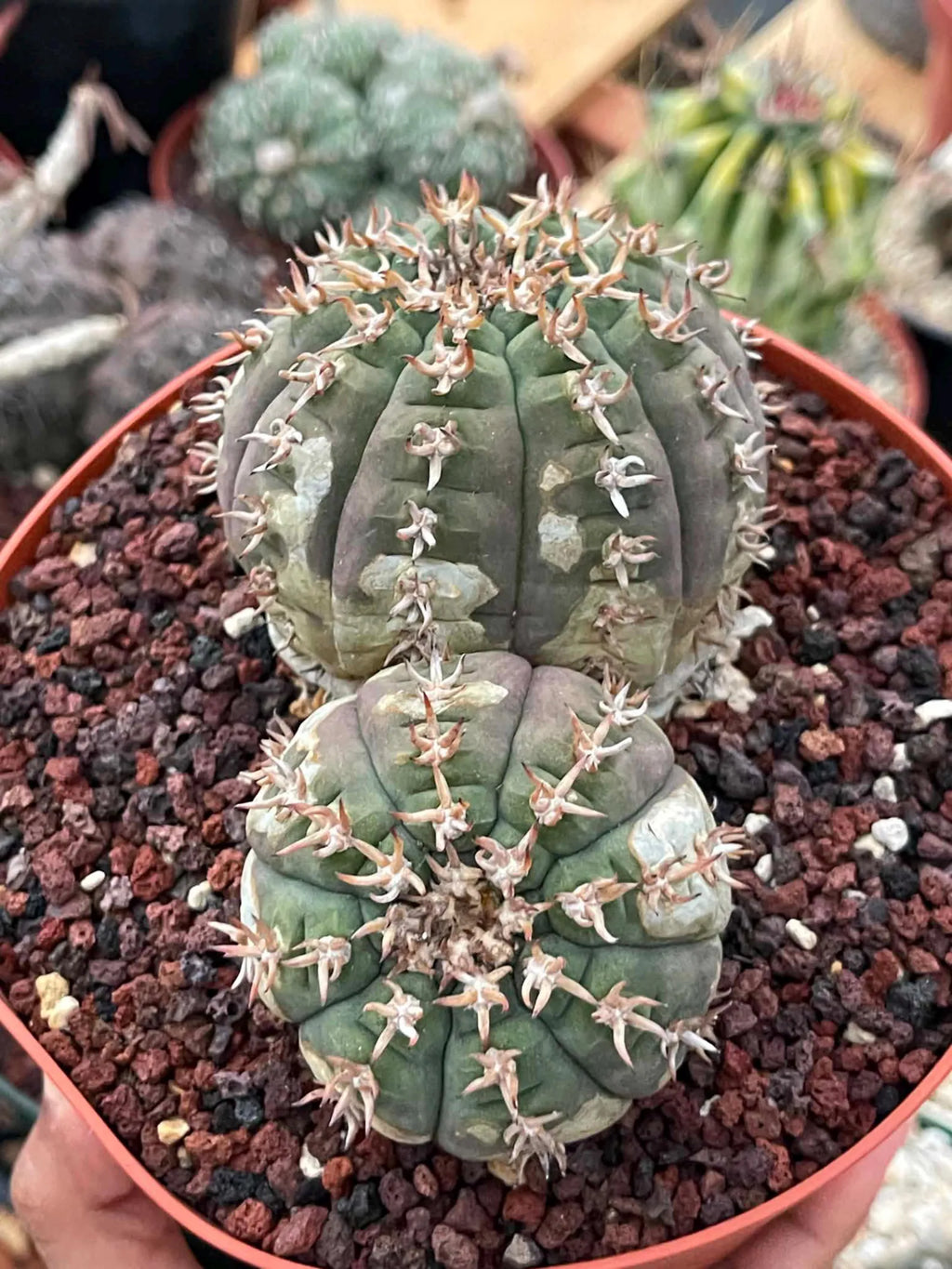 Gymnocalycium Spegazzinii Unguispinum | Rare Live Collector Cactus #330