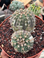 Gymnocalycium Spegazzinii Unguispinum | Rare Live Collector Cactus #330