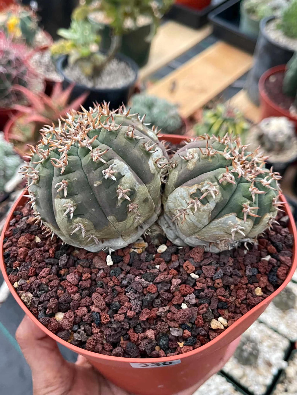 Gymnocalycium Spegazzinii Unguispinum | Rare Live Collector Cactus #330