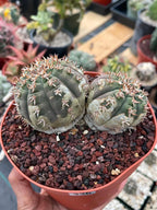 Gymnocalycium Spegazzinii Unguispinum | Rare Live Collector Cactus #330