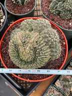 Crested Gymnocalycium Baldianum Cluster #326