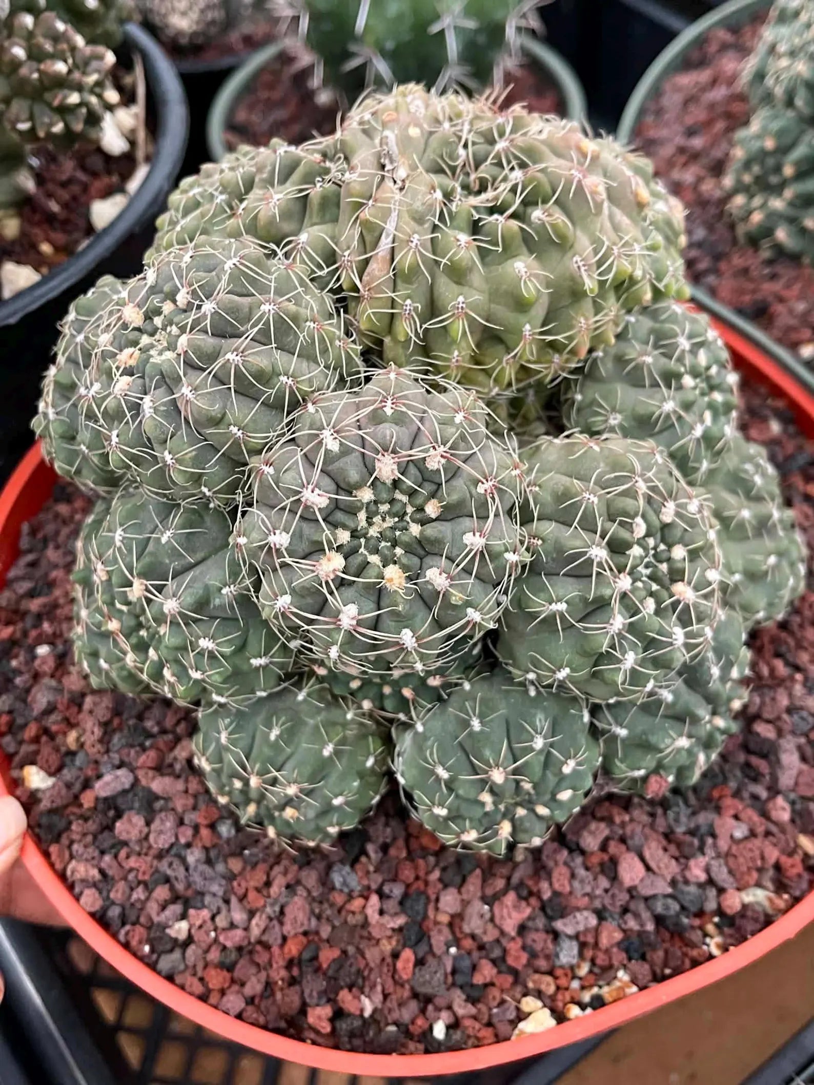 Crested Gymnocalycium Baldianum Cluster #326