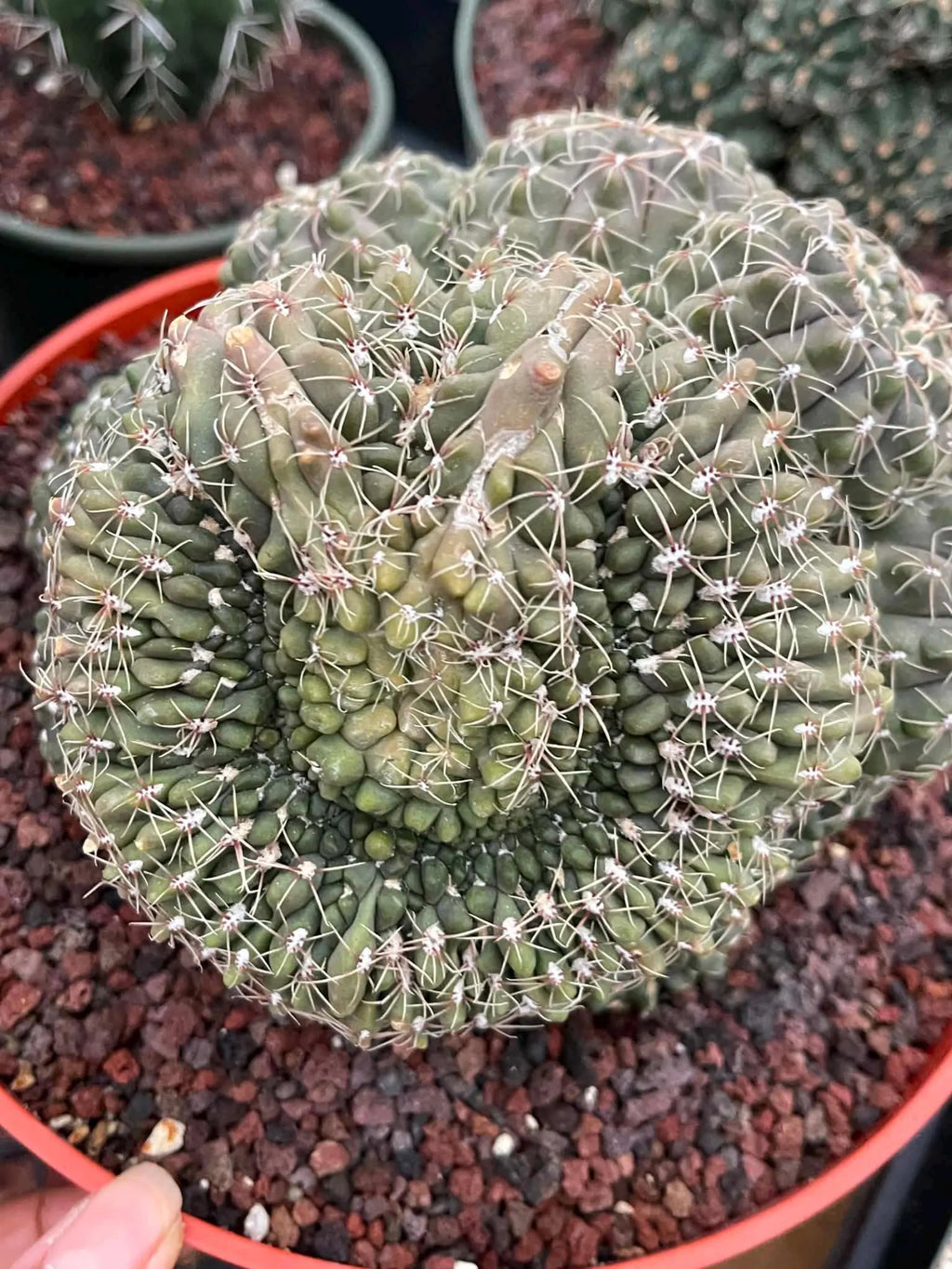 Crested Gymnocalycium Baldianum Cluster #326