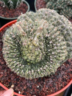 Crested Gymnocalycium Baldianum Cluster #326