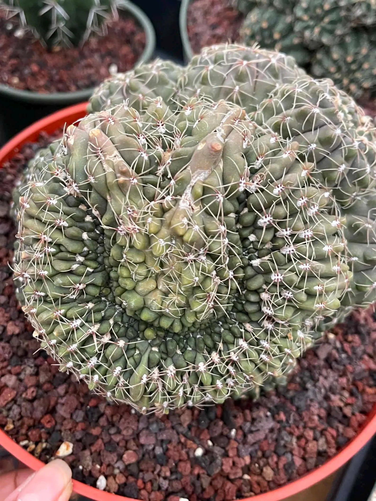 Crested Gymnocalycium Baldianum Cluster #326