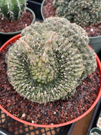 Crested Gymnocalycium Baldianum Cluster #326
