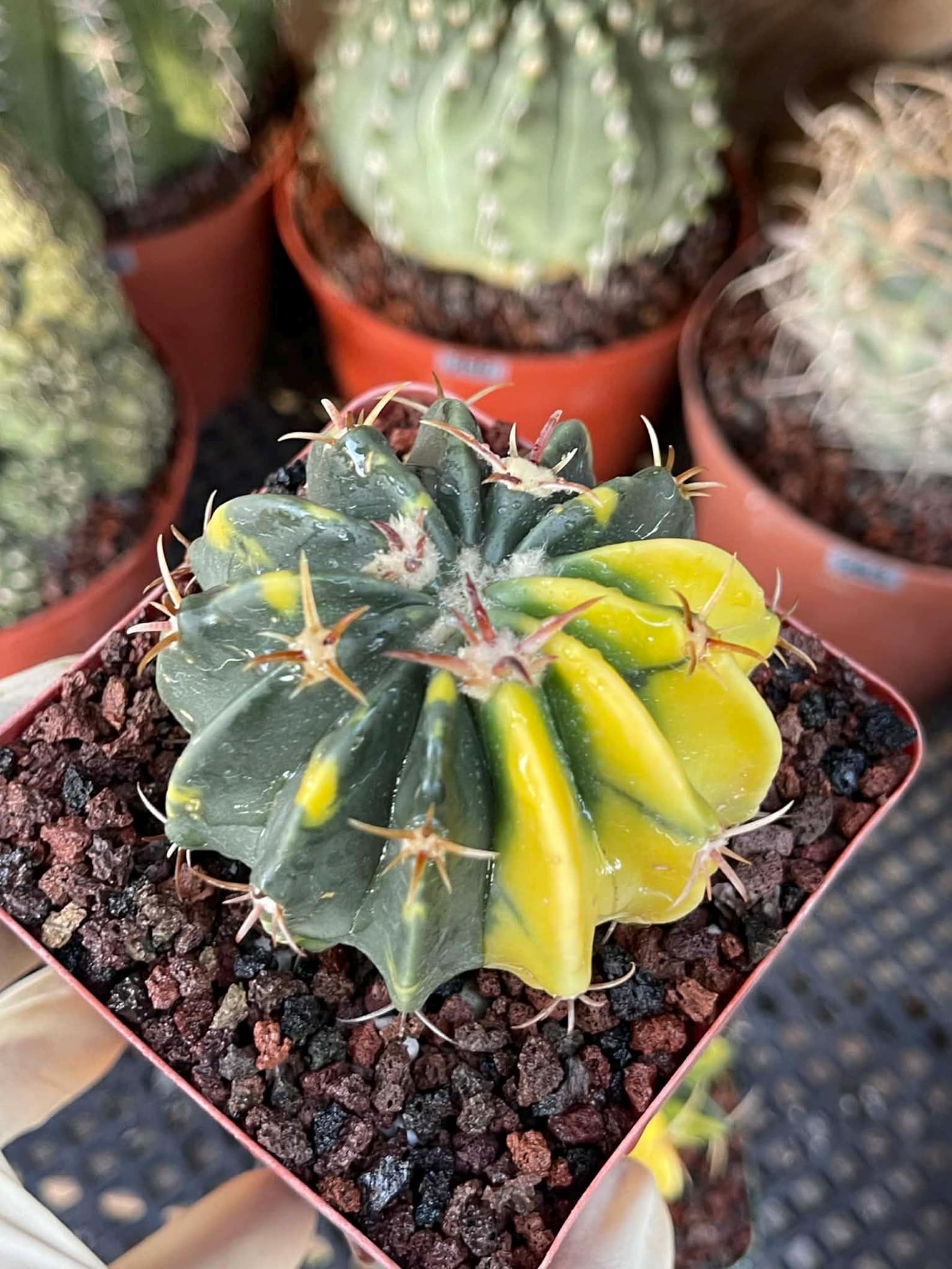 Rare Variegated Echinocactus Texensis (Horse Crippler) #247 / #243