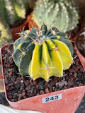 Rare Variegated Echinocactus Texensis (Horse Crippler) #247 / #243