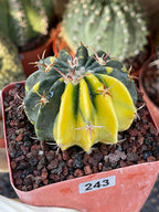 Rare Variegated Echinocactus Texensis (Horse Crippler) #247 / #243