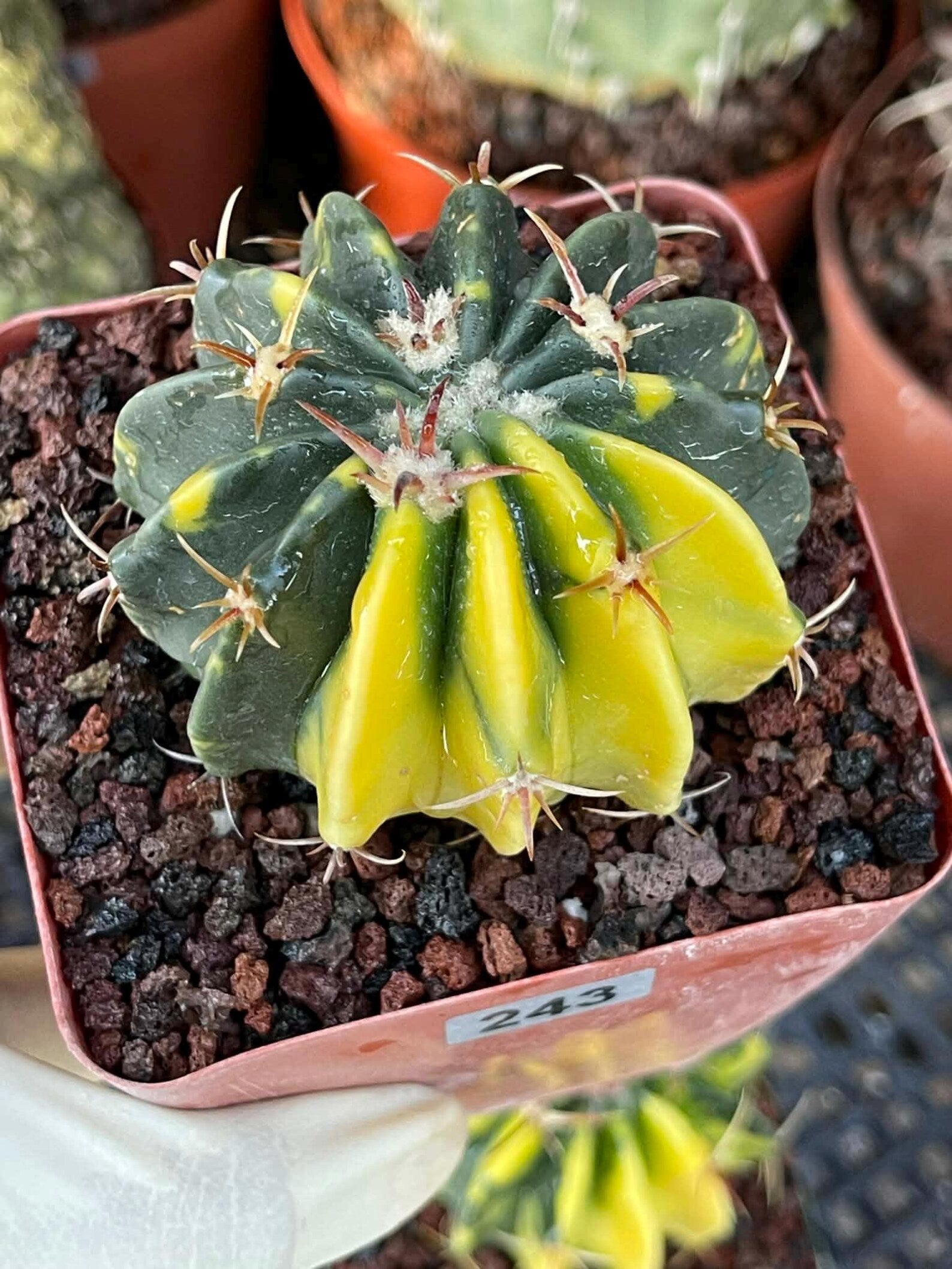 Rare Variegated Echinocactus Texensis (Horse Crippler) #247 / #243