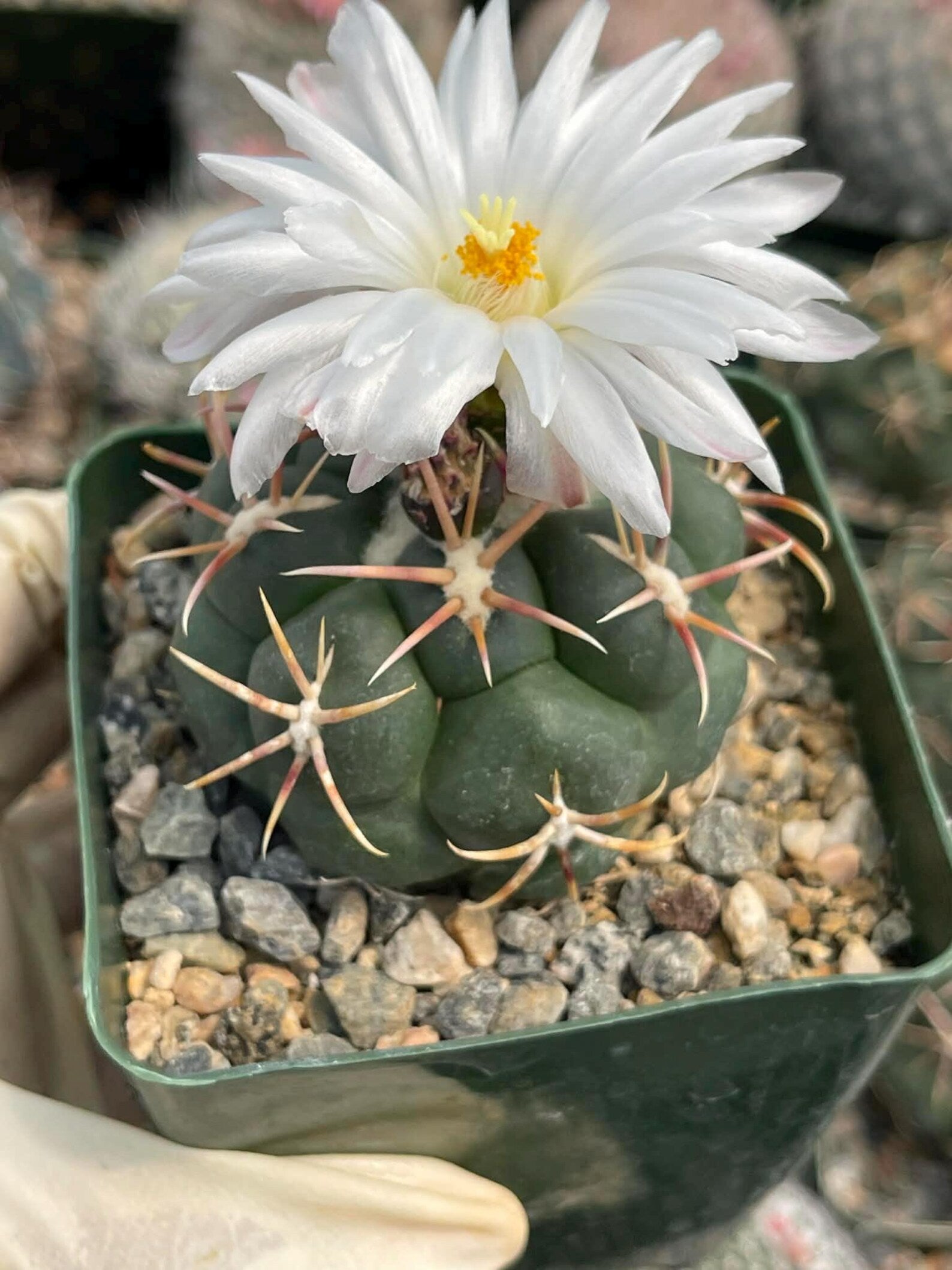 Thelocactus lloydii | Rare Seed-Grown Live Cactus | Collector Plant