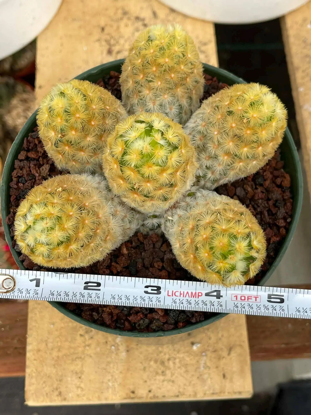 Mammillaria Carmenae Buddha Cluster Cactus – Rare Live Plant #285