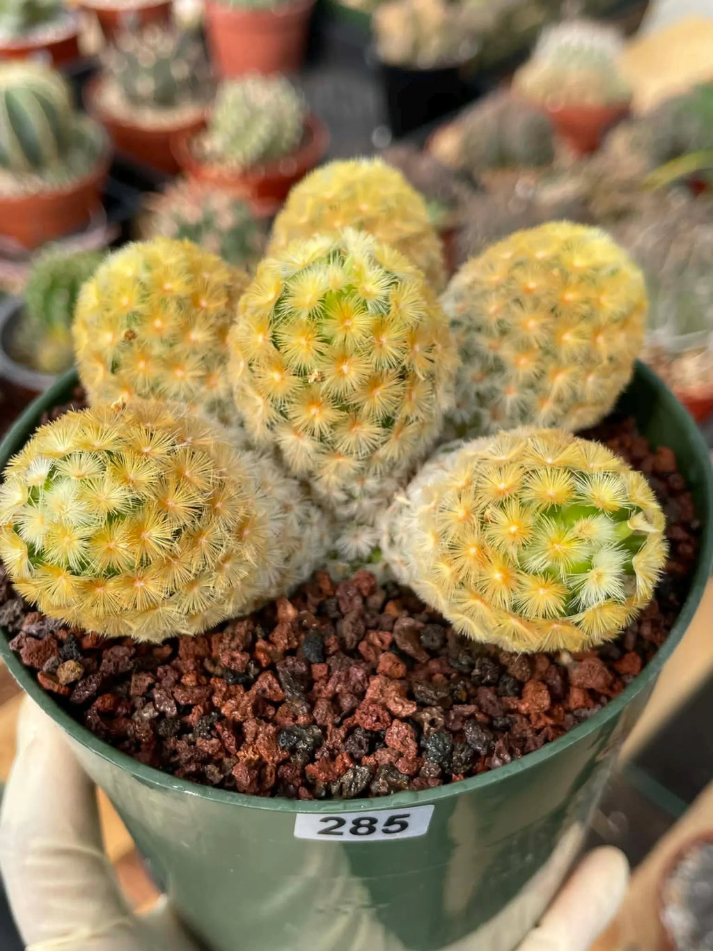 Mammillaria Carmenae Buddha Cluster Cactus – Rare Live Plant #285