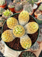 Mammillaria Carmenae Buddha Cluster Cactus – Rare Live Plant #285