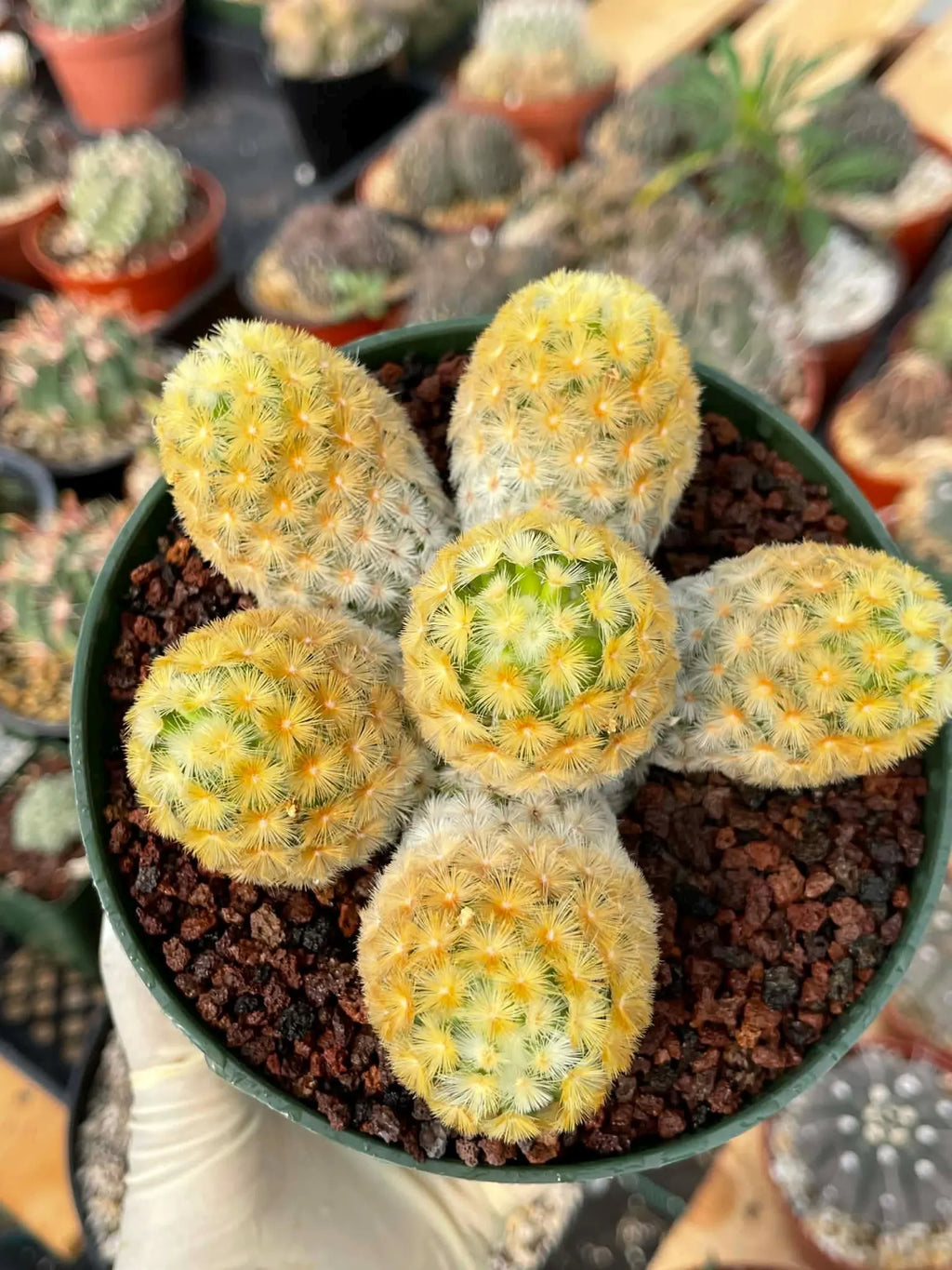 Mammillaria Carmenae Buddha Cluster Cactus – Rare Live Plant #285