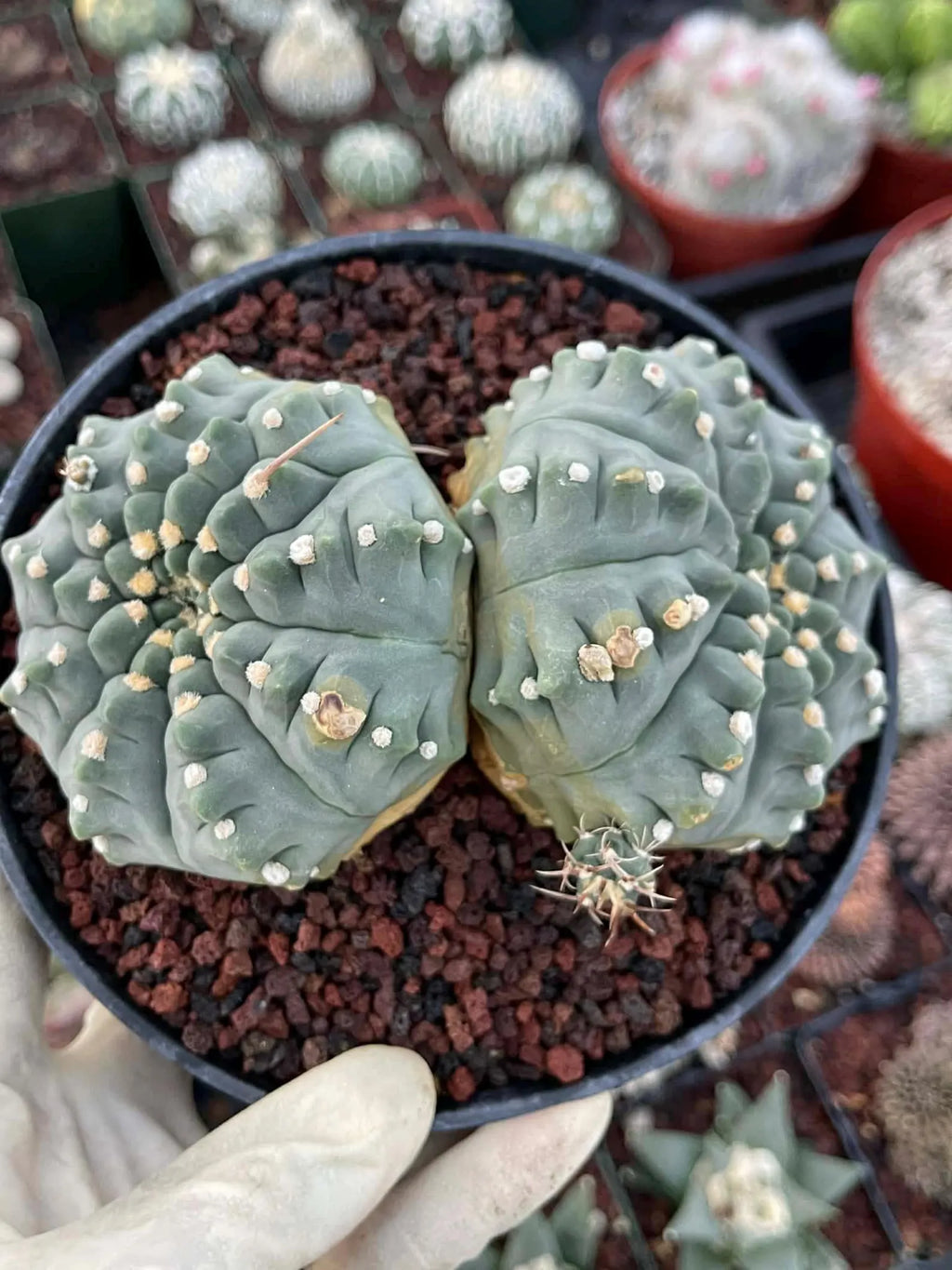 Gymnocalycium Vaterii Spineless Double Heads | Live Cactus | 6" Pot | #162
