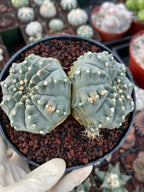 Gymnocalycium Vaterii Spineless Double Heads | Live Cactus | 6" Pot | #162