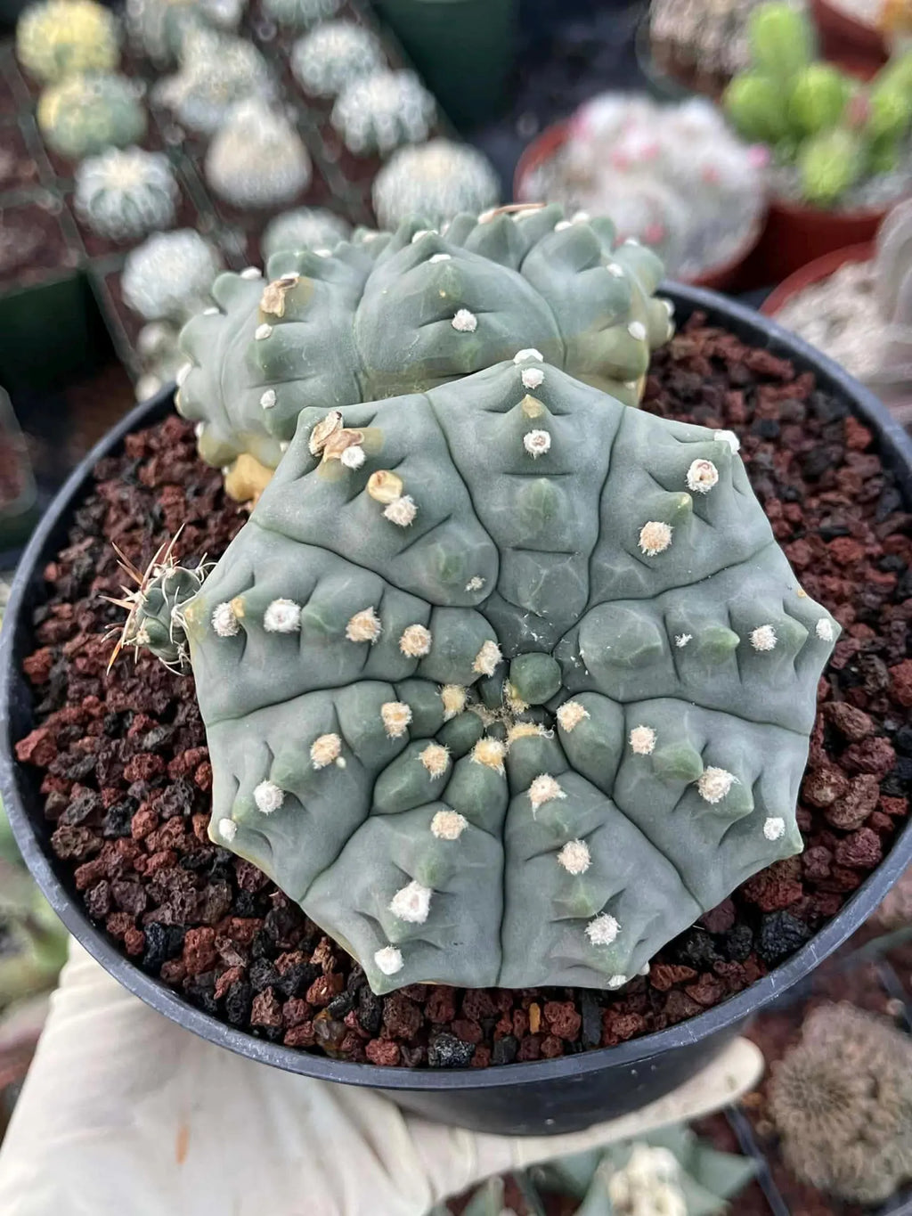 Gymnocalycium Vaterii Spineless Double Heads | Live Cactus | 6" Pot | #162