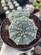 Gymnocalycium Vaterii Spineless Double Heads | Live Cactus | 6" Pot | #162