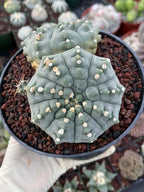 Gymnocalycium Vaterii Spineless Double Heads | Live Cactus | 6" Pot | #162