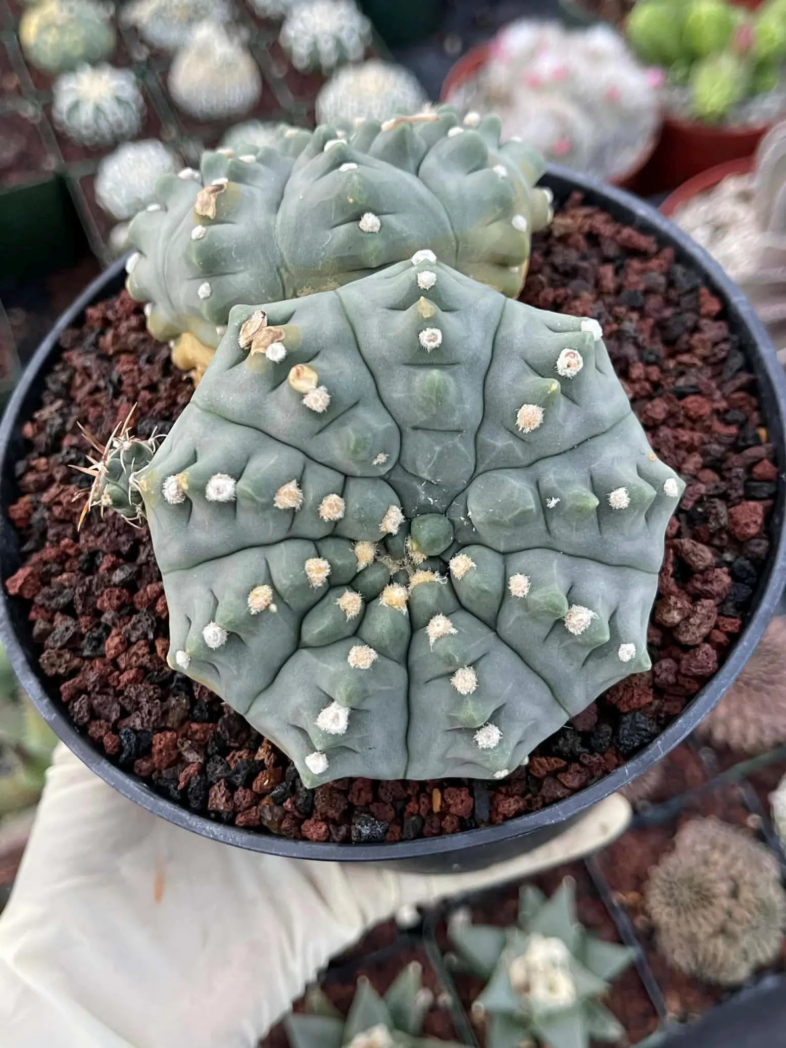 Gymnocalycium Vaterii Spineless Double Heads | Live Cactus | 6" Pot | #162