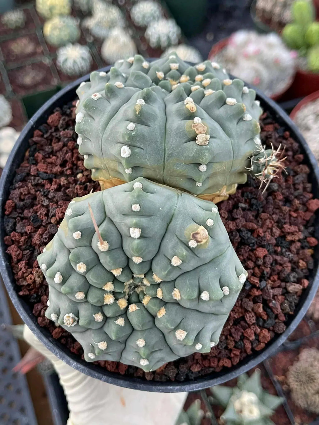 Gymnocalycium Vaterii Spineless Double Heads | Live Cactus | 6" Pot | #162