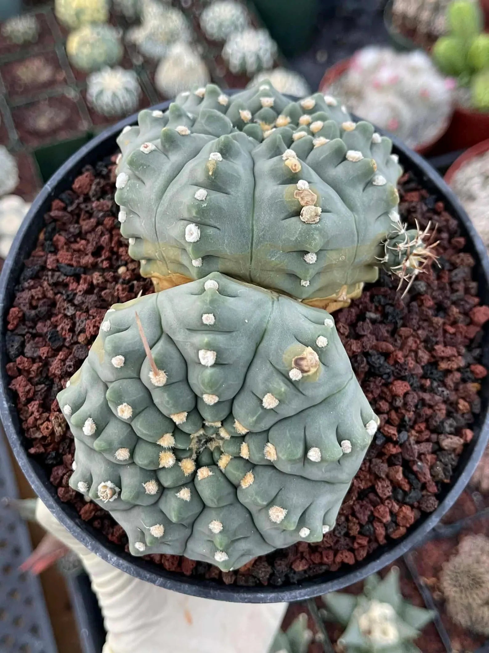 Gymnocalycium Vaterii Spineless Double Heads | Live Cactus | 6" Pot | #162