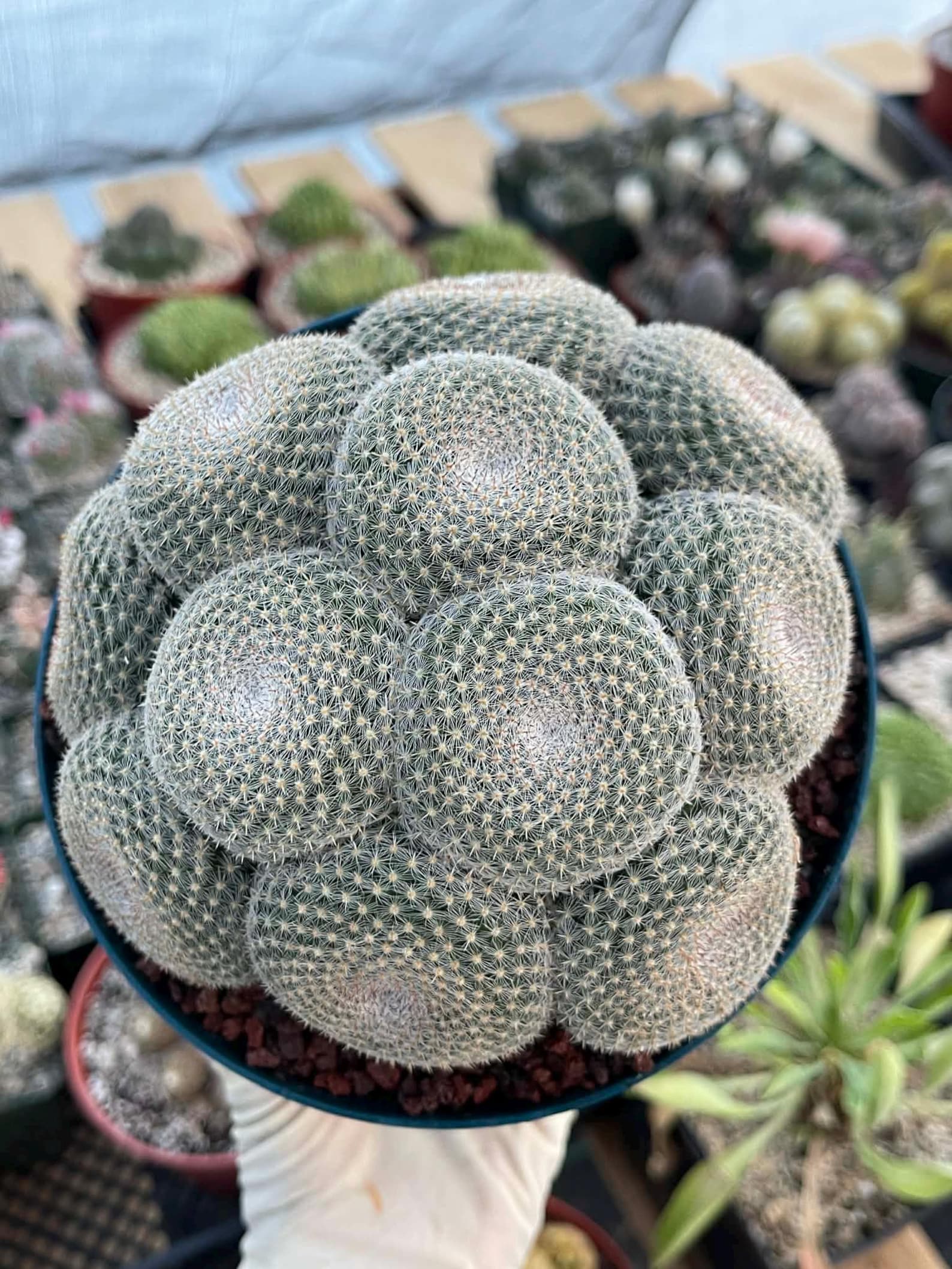 Mammillaria Perbella Cluster Cactus #369