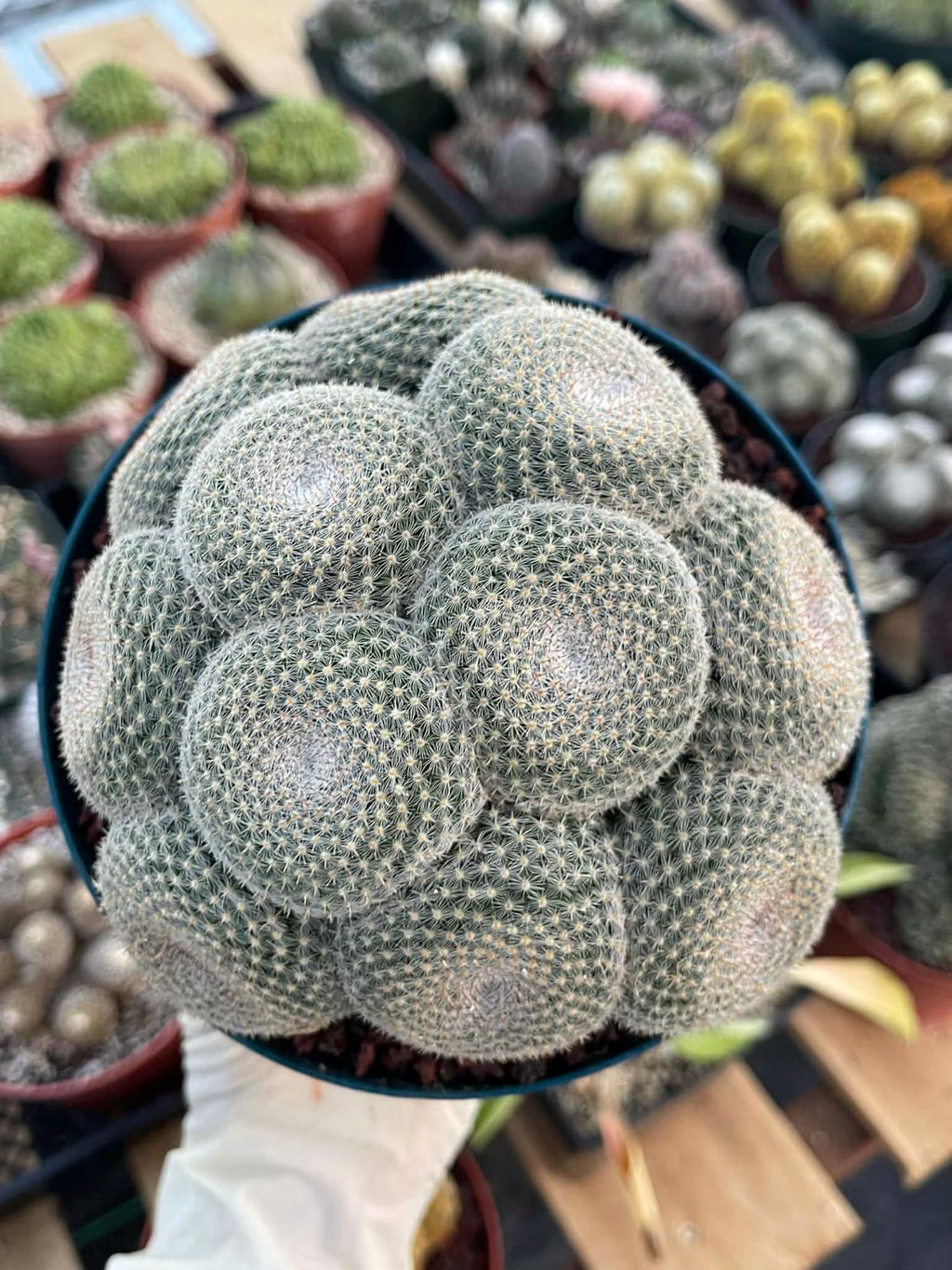 Mammillaria Perbella Cluster Cactus #369