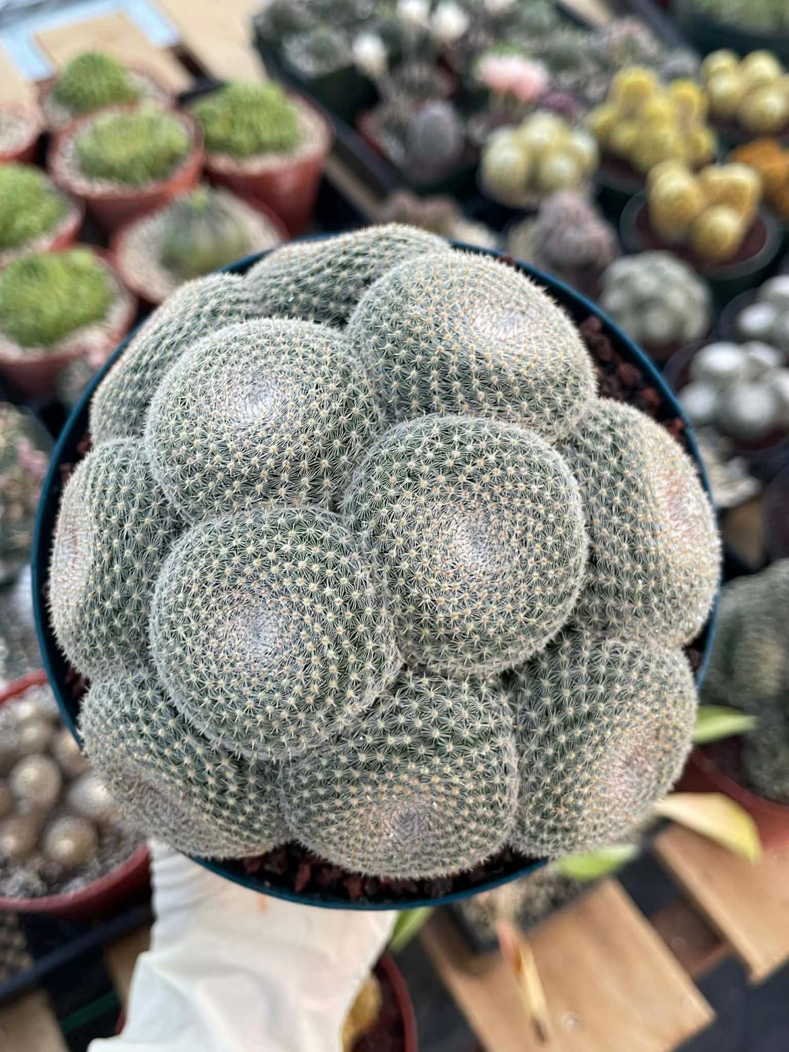 Mammillaria Perbella Cluster Cactus #369