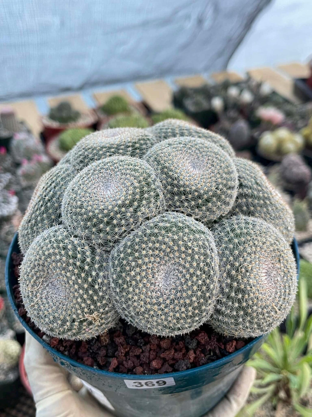 Mammillaria Perbella Cluster Cactus #369