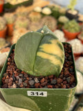 Variegated Astrophytum Myriostigma | Seed Grown Live Cactus | Rare Plant #314