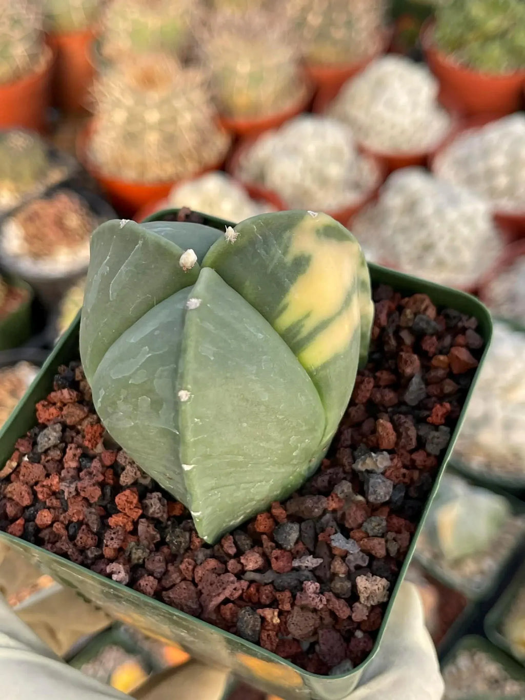Variegated Astrophytum Myriostigma | Seed Grown Live Cactus | Rare Plant #314