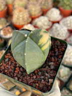 Variegated Astrophytum Myriostigma | Seed Grown Live Cactus | Rare Plant #314