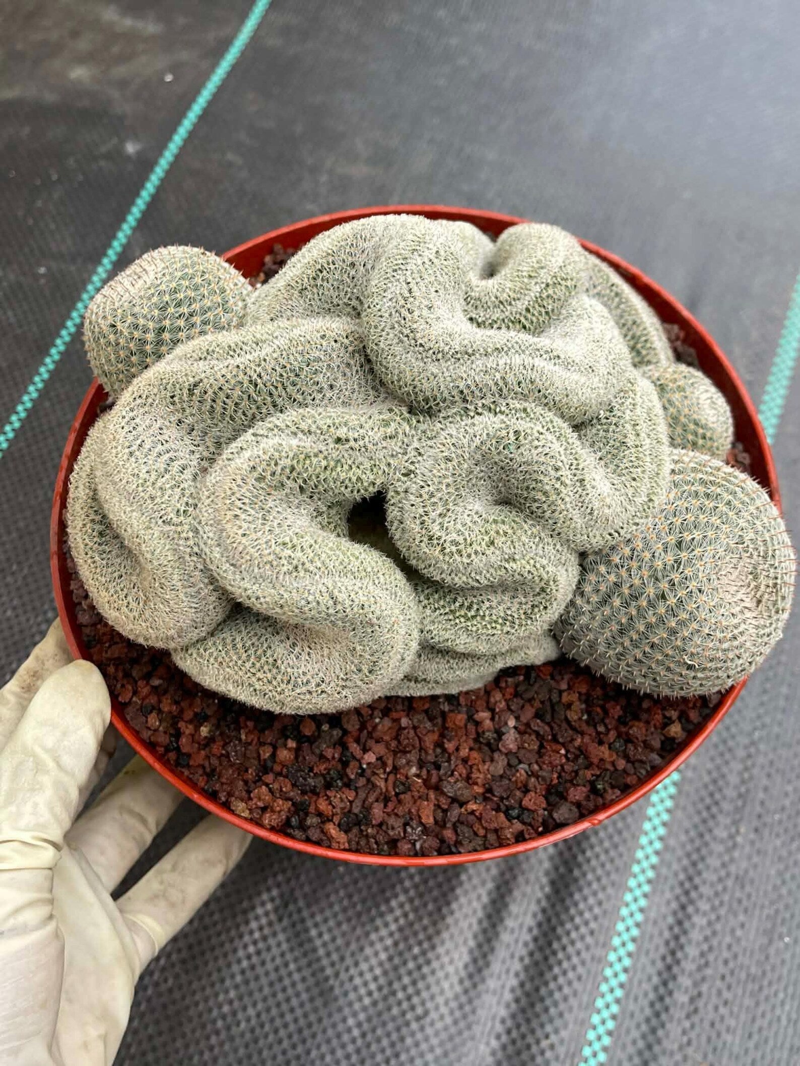 Crested Mammillaria Perbella #368 | Rare Live Cactus | 7" Pot