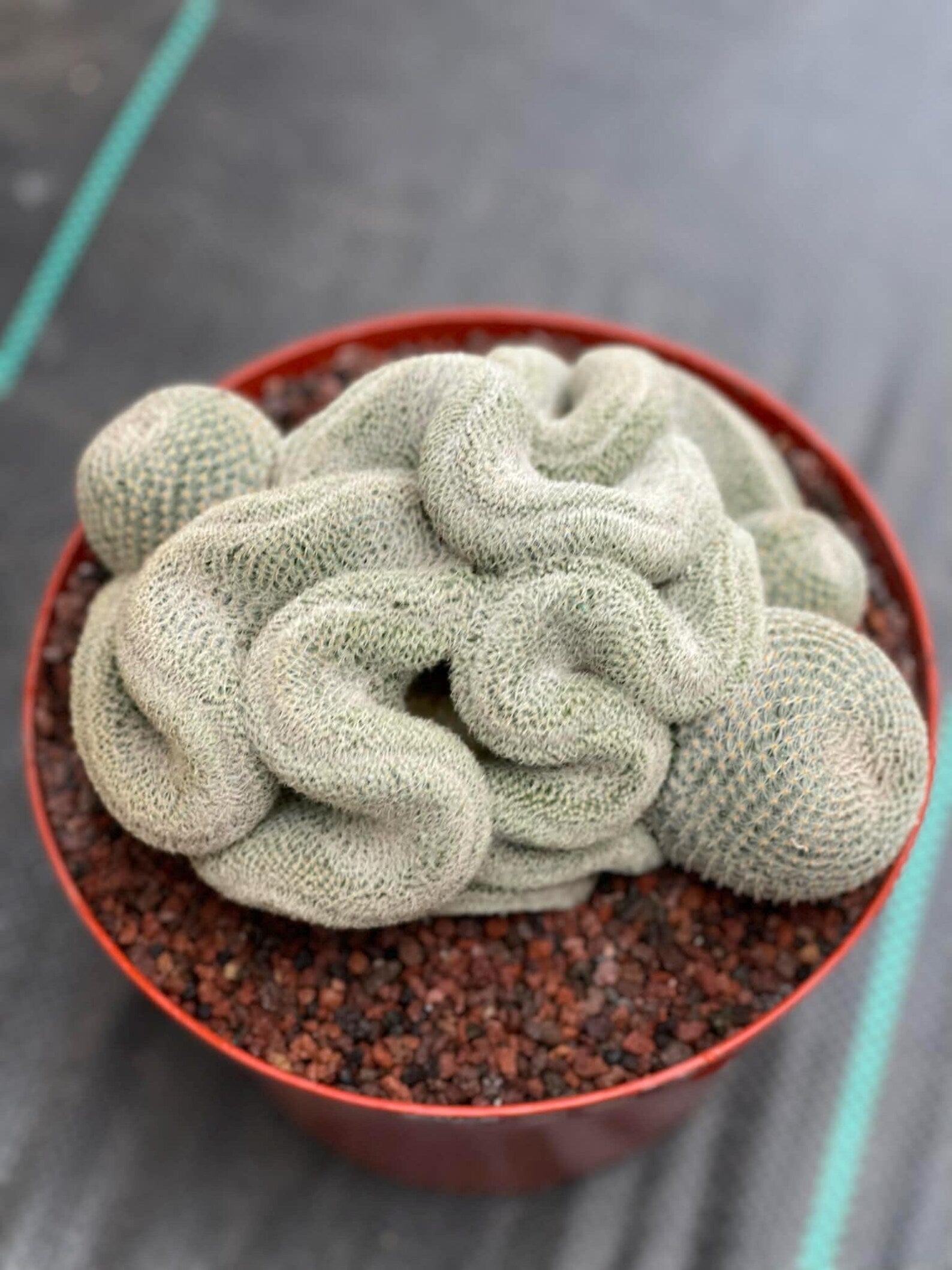 Crested Mammillaria Perbella #368 | Rare Live Cactus | 7" Pot