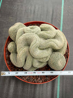 Crested Mammillaria Perbella #368 | Rare Live Cactus | 7" Pot