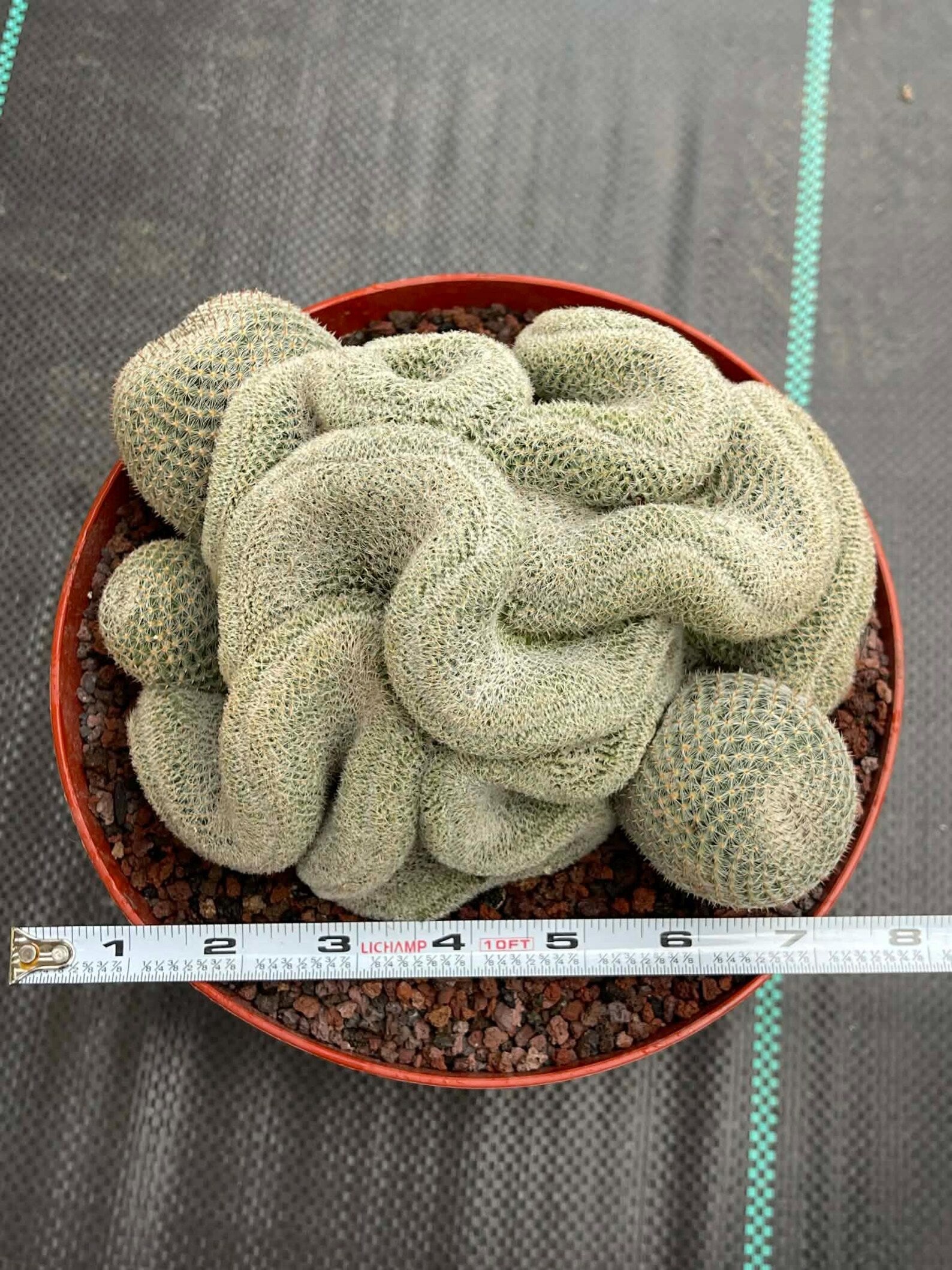 Crested Mammillaria Perbella #368 | Rare Live Cactus | 7" Pot