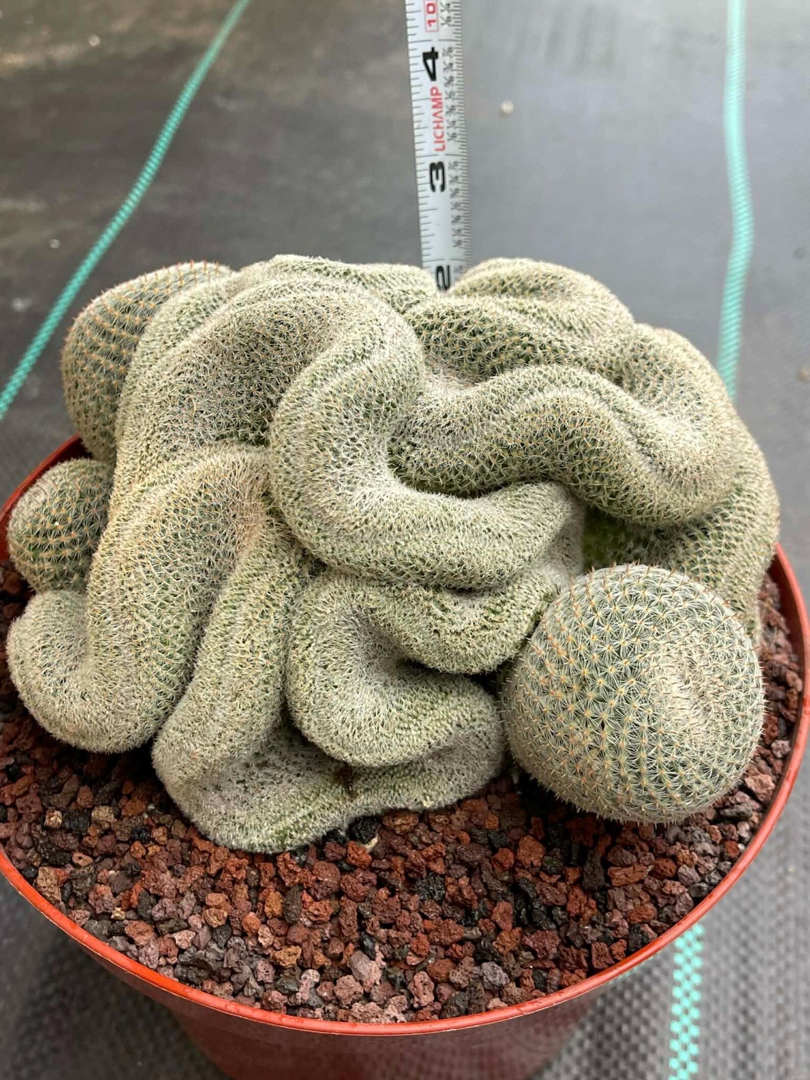 Crested Mammillaria Perbella #368 | Rare Live Cactus | 7" Pot