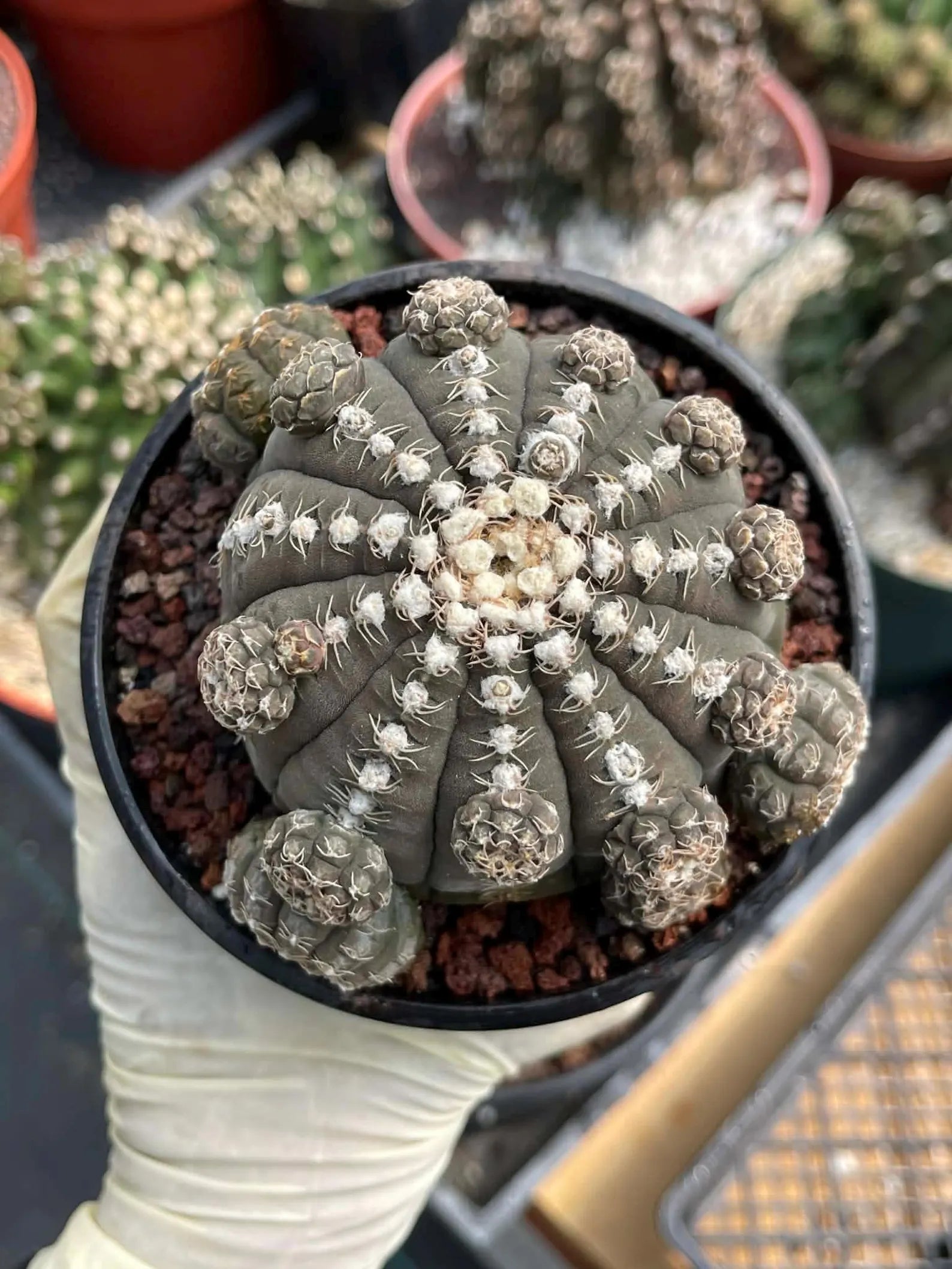 Gymnocalycium Ragonesei Cluster Rare Live Cactus – Seed Grown Exact Plant #293