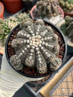 Gymnocalycium Ragonesei Cluster Rare Live Cactus – Seed Grown Exact Plant #293